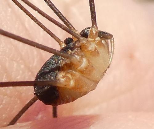 Leiobunum apenninicum